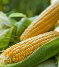 Koruza setá Tatonka F1 - Zea Mays L. - semena koruze - 15 kos