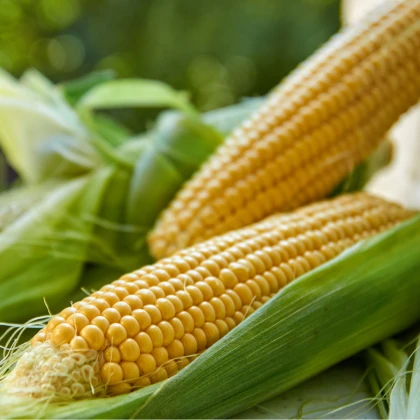 Koruza setá Tatonka F1 - Zea Mays L. - semena koruze - 15 kos