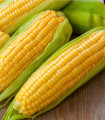 Koruza Andrea F1 - Zea mays - semena koruze - 16 kos