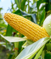 Sladka koruza Ombra F1 - Zea mays - semena - 15 kosov
