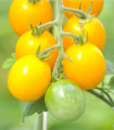Paradižnik rumeni Golden Currant - Solanum lycopersicum - semena paradižnika - 5 kosov