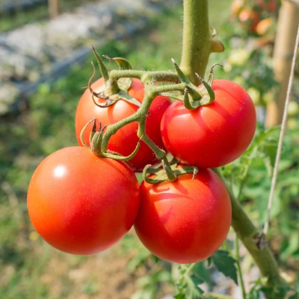 Rajče Karkulka - Solanum lycopersicum - semena rajčete - 20 ks