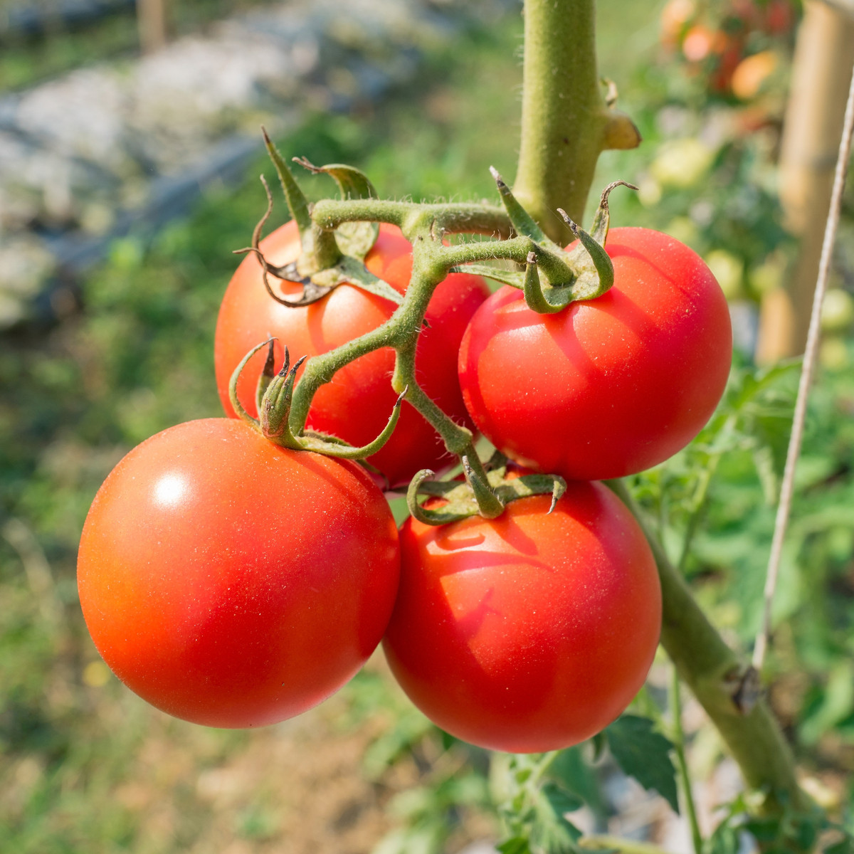 Rajče Karkulka - Solanum lycopersicum - semena rajčete - 20 ks