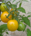 Divji paradižnik Gold Rush - Solanum pimpinellifolium - semena paradižnika - 6 kosov