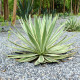 Kalifornijska agava - Agave deserti - semena agave - 18 kosov