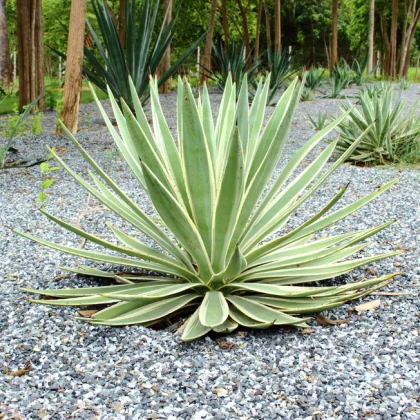 Kalifornijska agava - Agave deserti - semena agave - 18 kosov