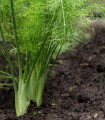 Fenjkl gomoljasti De Florencia - Foeniculum vulgare - semena fenjkla - 150 kos