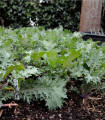 Kale Red Russian - Brassica oleracea - semena kodrolista - 150 ks