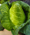 Belo zelje Filderkraut - Brassica oleracea - semena zelja - 150 kos