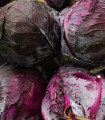 Rdeče zelje Cabeza negra 2 - Brassica oleracea - semena zelja - 200 kos