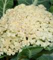 Pozni cvetača Romanesco - Brassica oleracea botrytis - semena - 20 kos