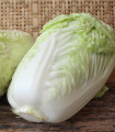 Pekinško zelje Granaat - Brassica pekinensis - semena zelja - 200 kos