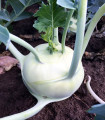 Velika koleraba Superschmelz - Brassica oleracea - semena kolerabe - 150 kos