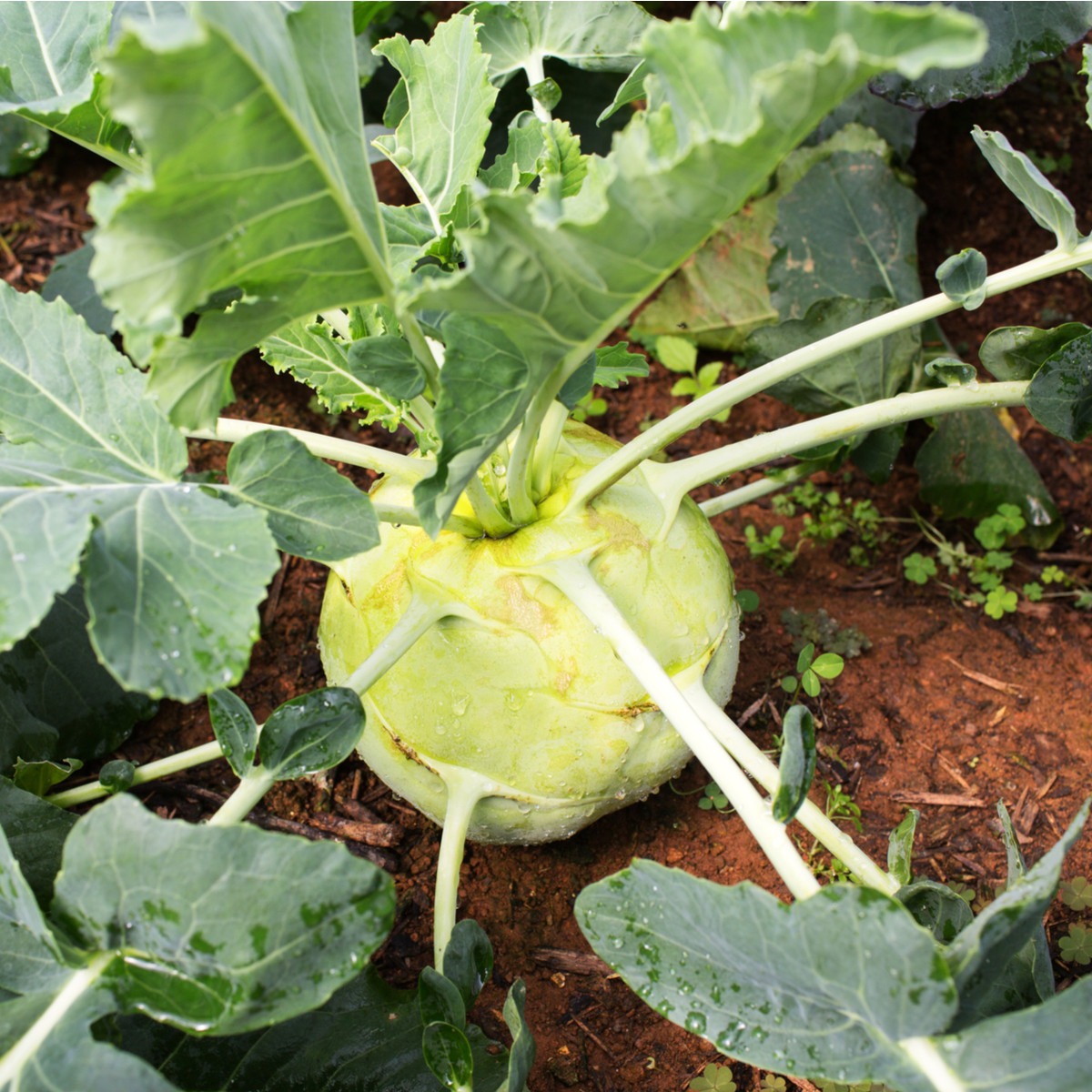 Kedluben bílý pozdní Gigant - Brassica oleracea - semena kedlubnu - 100 ks