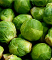 Brstični ohrovt Dolores F1 - Brassica oleracea var. gemmifera - semena brstičnega ohrovta - 40 kos