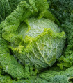 Zelje za hitro rast Raketa - Brassica oleracea var. sabauda - semena zelja - 250 kos