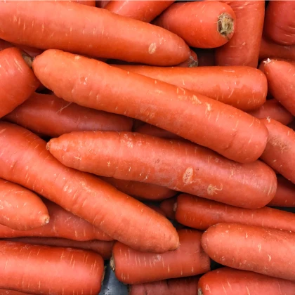 Mrkev raná Nantaise - Daucus carota - semena mrkve - 900 ks