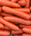 Zgodnja korenje Nantaise - Daucus carota - semena korenja - 900 kos