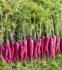 Mrkev Purple Dragon - Daucus carota - semena mrkve - 80 ks