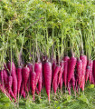 Mrkva Purple Dragon - Daucus carota - semena mrkve - 80 kos