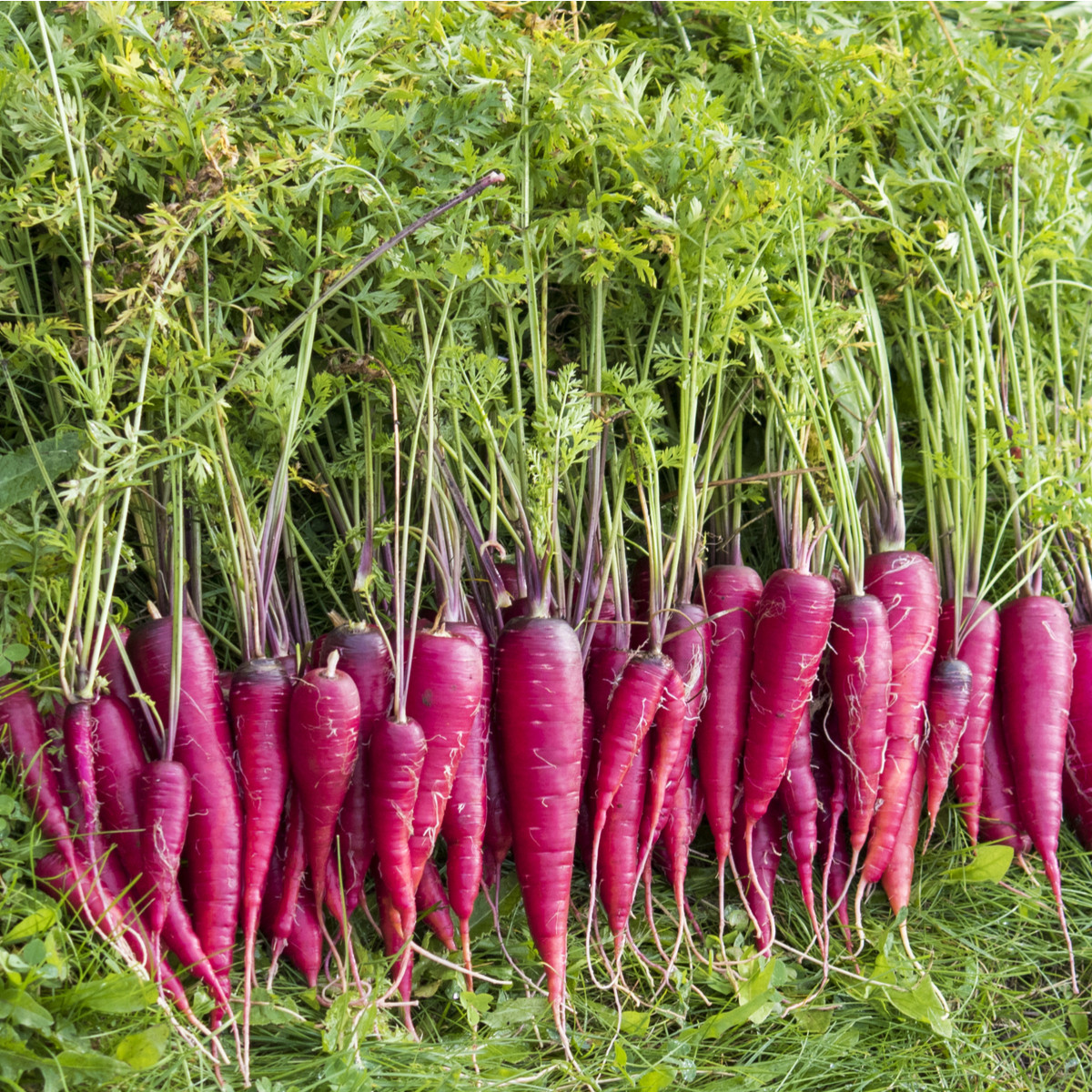 Mrkev Purple Dragon - Daucus carota - semena mrkve - 80 ks