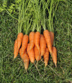 Korenček Amsterdam zgodnji - Daucus carota - semena korenčka - 900 kos