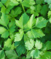 Kodrolistni listna zelena Pikant - Apium graveolens var. Secalinum - semena zelene - 400 ks