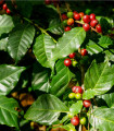 Kavovec arabski - Coffea arabica - semena kavovca - 5 kos
