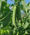 Grah seti Vada - Pisum sativum - semena - 10 g