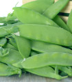 Sladki grah Oregon – Pisum sativum – semena – 60 kosov