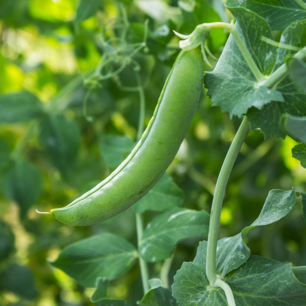 Hrách dřeňový Maxigolt - Pisum sativum - semena hrachu - 35 ks
