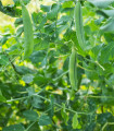 Zelo zgodnji grah - Pisum sativum - semena - 40 kos