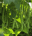 Fižol visok Algarve - Phaseolus vulgaris - semena fižola - 20 kos
