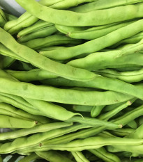 BIO Fazole keříčková Maxi - Phaseolus vulgaris - bio semena fazole - 20 ks