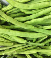 BIO Grmičasti fižol Maxi - Phaseolus vulgaris - bio semena fižola - 20 kos