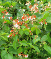 Šarlatna plezajoča fižol Hestia – Phaseolus coccineus – semena fižola – 10 kosov