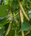 Grmičasti fižol Hildora - Phaseolus vulgaris L. - semena - 10 g