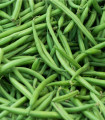 Fazol grmičasti Saxa - Phaseolus vulgaris - semena fižola - 20 kos