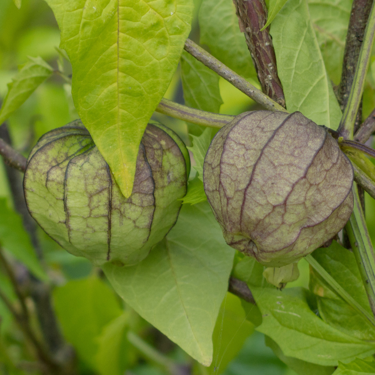 Mochyně dužnoplodá - Tomatillo - Physalis philadelphica - semena mochyně - 5 ks
