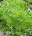 Solata kodrasta poletna - Lactuca sativa - semena solate - 450 kos