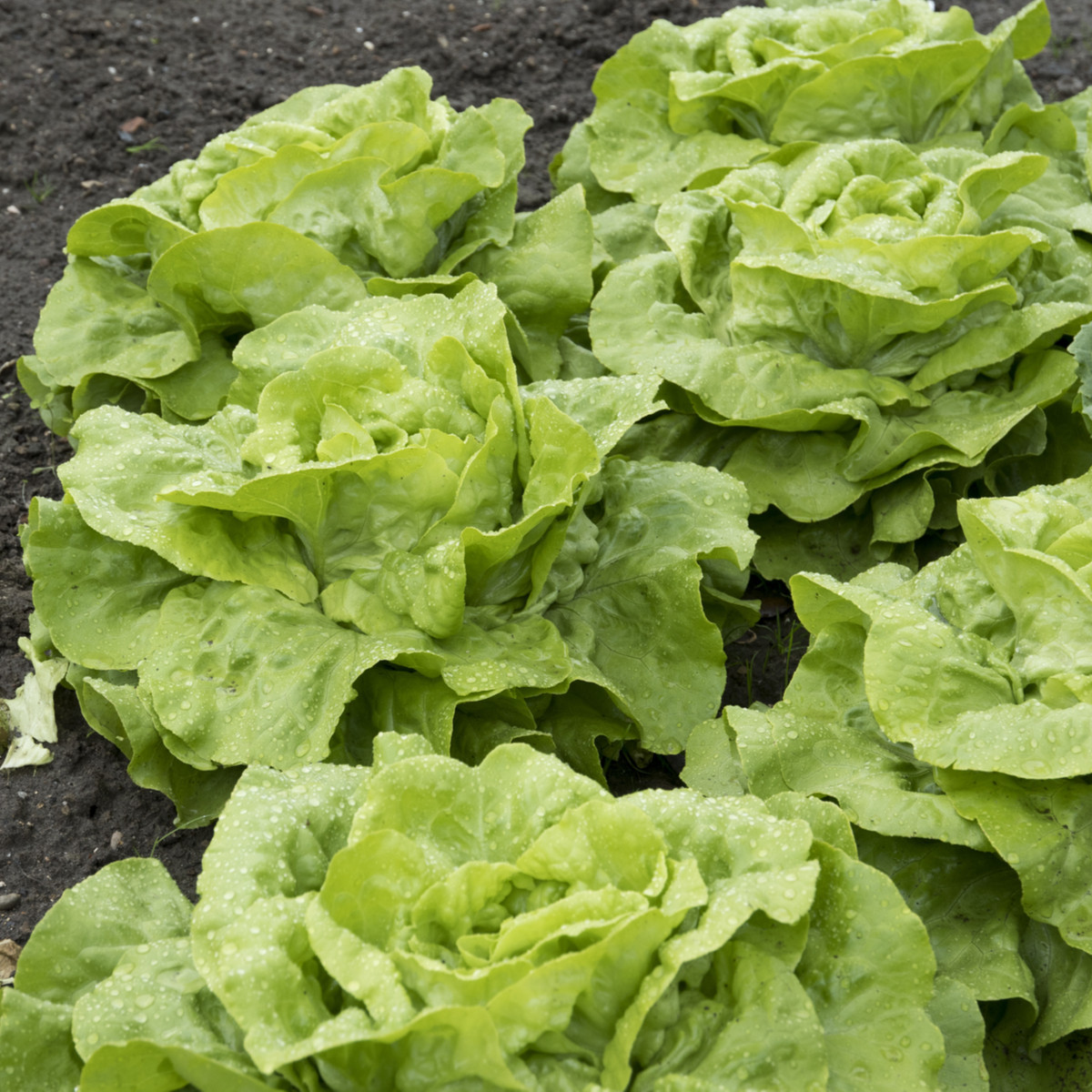 Salát hlávkový Attractie - Lactuca sativa - semena salátu - 100 ks