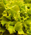 Solata glavnata Maikönig - Lactuca sativa - semena solate - 800 kos