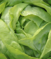 Solata ledenka Ledeno jezero - Lactuca sativa - semena solate - 100 kos