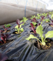 Solata za balkon Baby Leaf - Lactuca sativa - semena solate - 100 kos