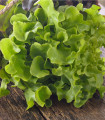 Listna solata Dubáček – Lactuca sativa – semena solate – 500 kosov