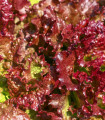 Solata rdeča kodrasta - Lactuca sativa - semena solate - 900 kos