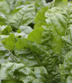 Zelena špinača Gewone – Beta vulgaris – semena špinače – 180 kosov – ponudba zaključena