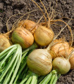 Repa Dalibor – Brassica napus var. napobrassica – semena repe – 250 kosov – ponudba zaključena