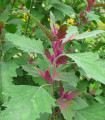 Drevesni špinača - Chenopodium giganteum - semena špinače - 300 kos