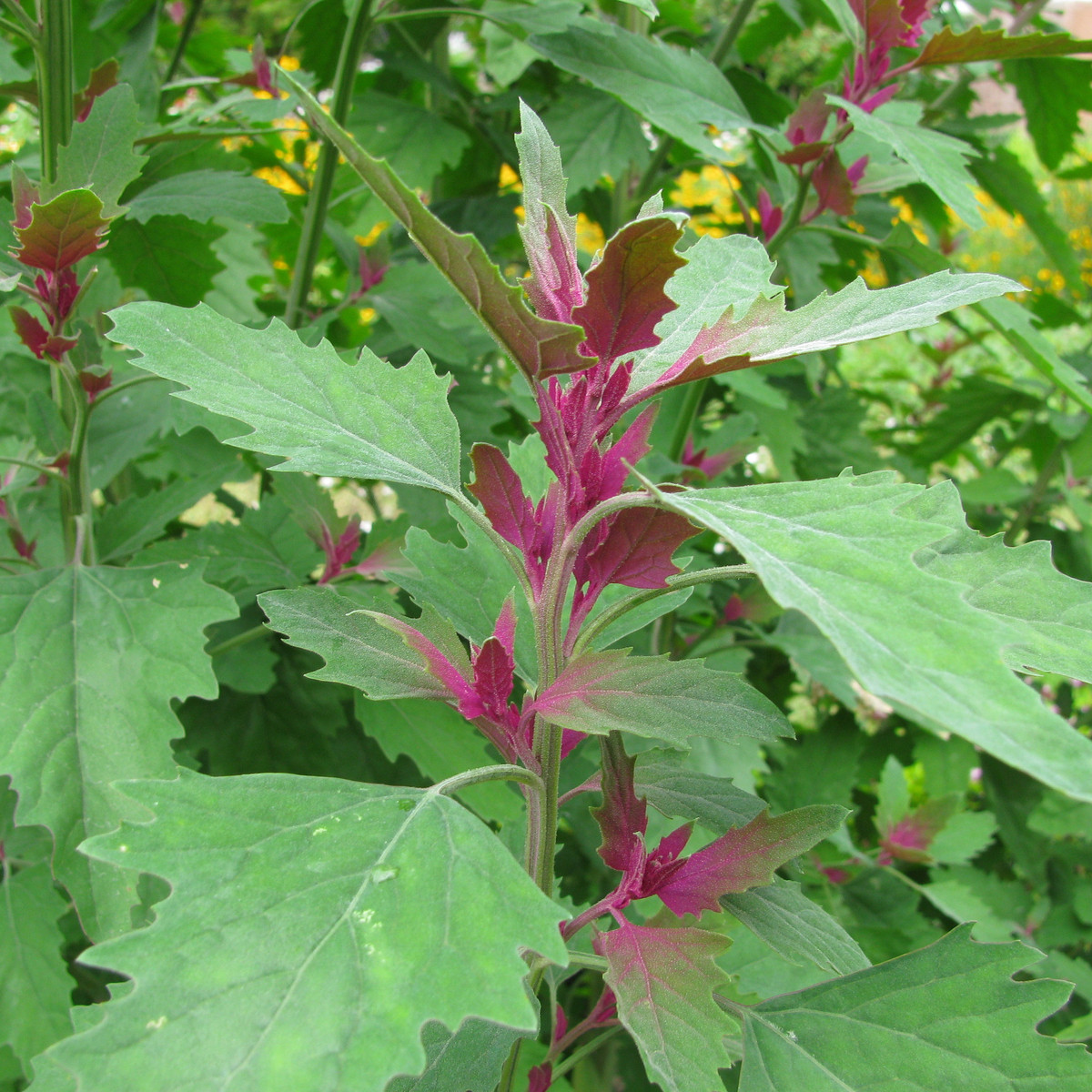 Špenát stromový - Chenopodium giganteum - semena špenátu - 300 ks